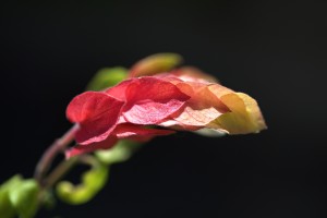 Shrimp Plant Flower